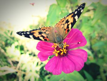 Close-up of butterfly pollinating on pink flower