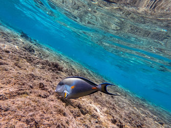 High angle view of swimming in sea