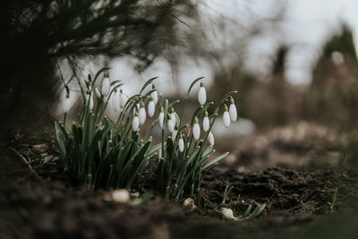 Close-up of plant growing on field