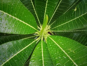 Full frame shot of green leaf