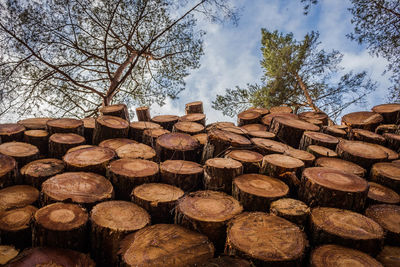 Stack of logs in forest