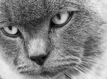 Close-up of cat