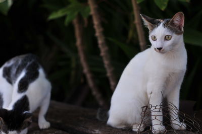 Close-up portrait of a cat