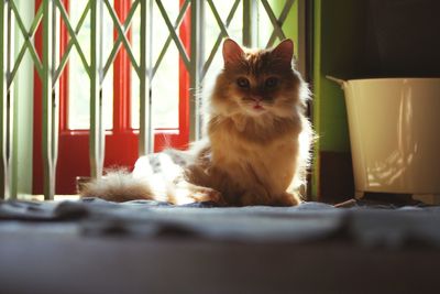 Cat sitting on sofa