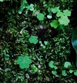 Plants growing in water