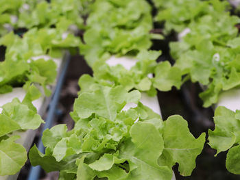 Close-up of green leaves