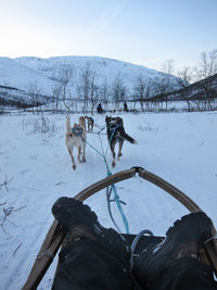 Dogsledding in the arctic circle - portrait view