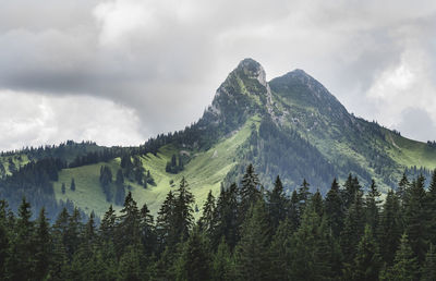Trees growing on mountain against cloudy sky