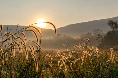 Beautiful nature sunrise silhouette flower grass savannah meadow background landscape  thailand