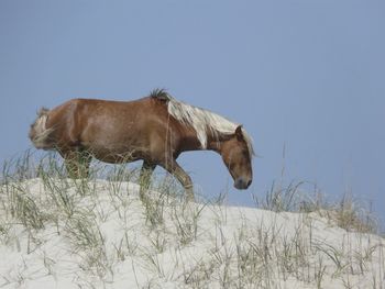 Horse on field