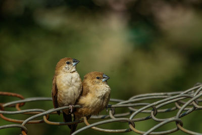 Close-up of birds perching on metal fence
