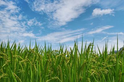 View of stalks in field against cloudy sky