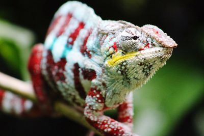 Close-up of colorful chameleon