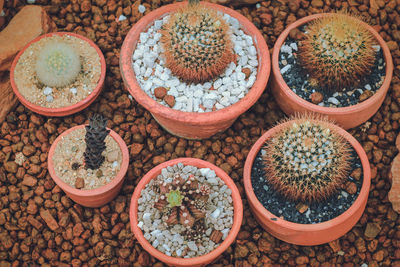 High angle view of potted plants on table