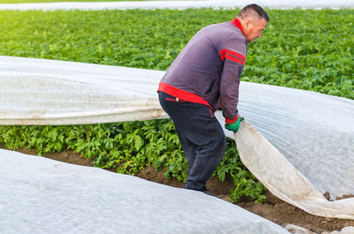 A man removes agrofibre from potato plants. greenhouse effect for protection. agroindustry, farming