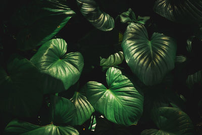 Full frame shot of flowering plants