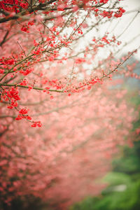 Close-up of pink cherry blossoms in spring