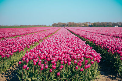 Scenic view of field against clear sky