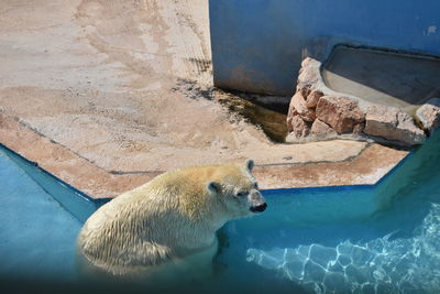 High angle view of sheep in swimming pool