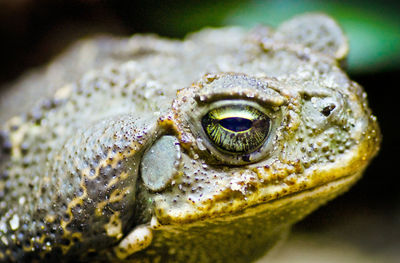 Close-up of frog on leaf