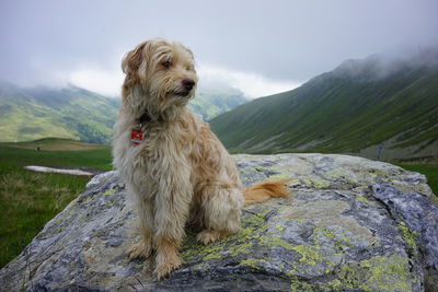 View of a dog on rock