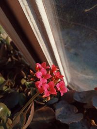 High angle view of pink flowering plant