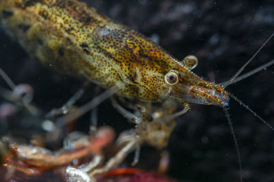 Close-up of neocaridina davidi shrimp it can have different colour and pattern 