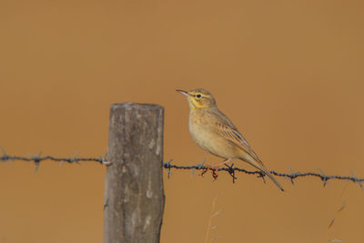 Close-up of bird perching on wooden post against orange sky