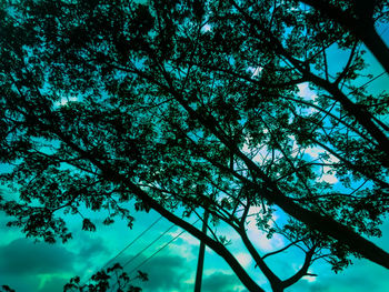 Low angle view of silhouette tree against sky