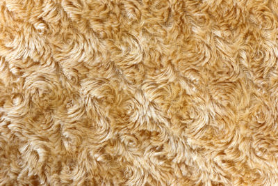 Full frame shot of an animal