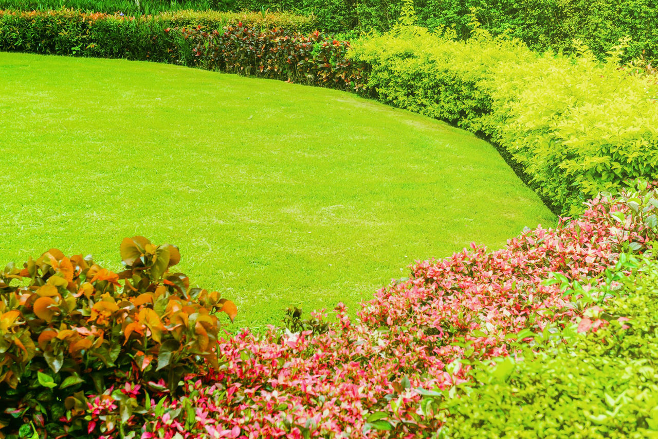 SCENIC VIEW OF FLOWERING PLANTS ON LAWN