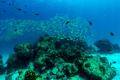 School of fish swimming in sea