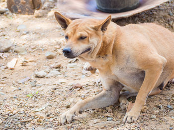 View of a dog looking away