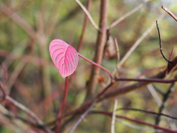 Close-up of pink flowering plant