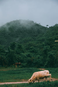 Horse grazing in a field