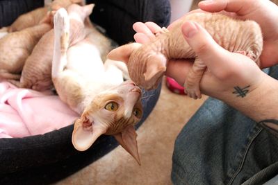 High angle view of man holding kitten at home