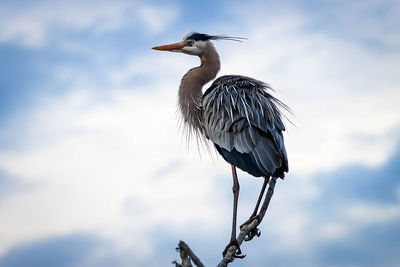 Low angle view of bird perching on branch against sky