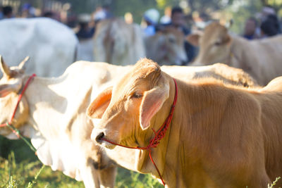 Close-up of cow