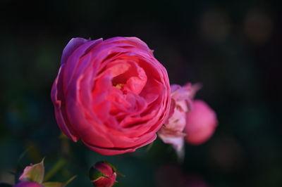 Close-up of pink rose