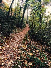 Trees in forest during autumn