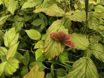 Close-up of insect on plant