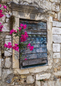 Low angle view of pink flower on wall of old building