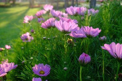 Close-up of pink crocus flowers on field