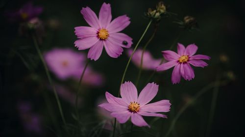 Close-up of pink cosmos flowers