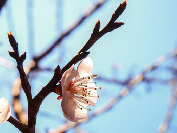 Close-up of cherry blossom on tree