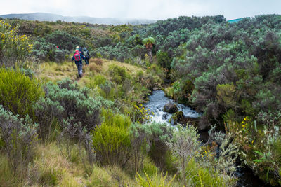 A group of hikers walking along a river bed in chogoria route, mount kenya national park, kenya