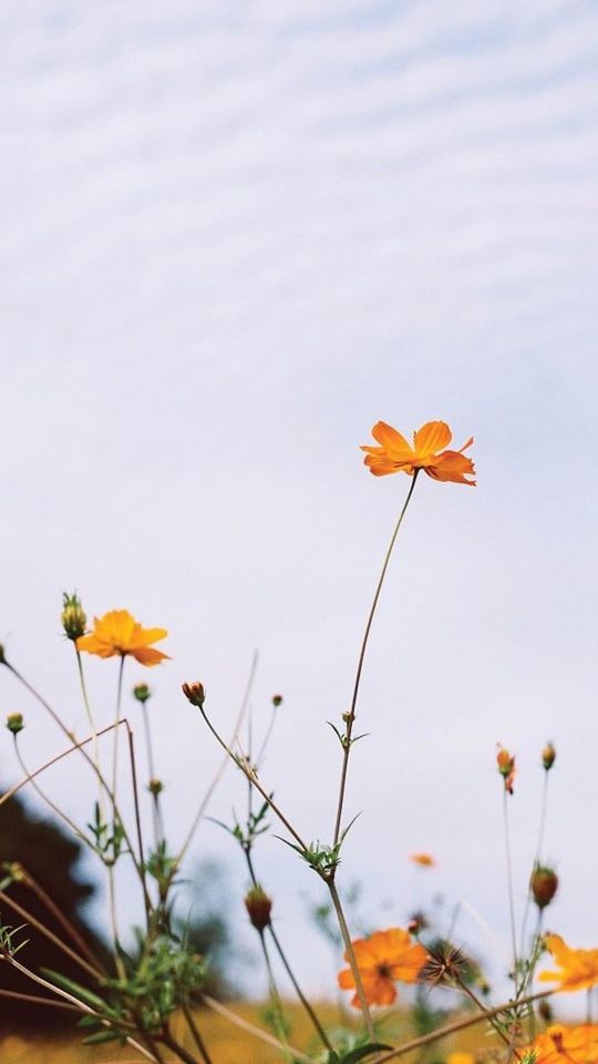 flower, freshness, fragility, growth, yellow, stem, beauty in nature, plant, close-up, nature, in bloom, springtime, petal, selective focus, blossom, day, focus on foreground, botany, outdoors, flower head, vibrant color, growing, no people, summer, softness, tranquility, pink color, blooming