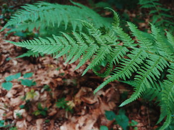 High angle view of fern leaves on tree