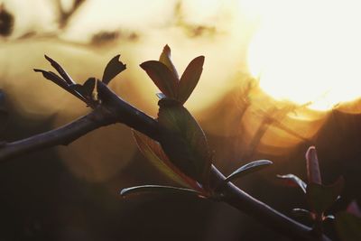 Close-up of flowering plant against sky during sunset