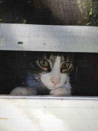 window